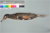 藏品(黑冠麻鷺)的圖片